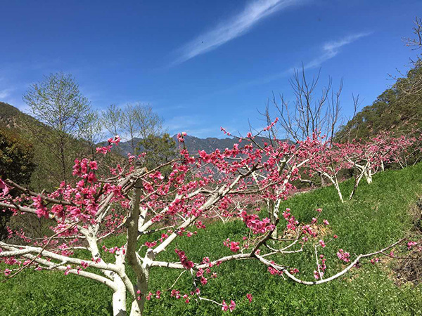 杨丽英家种植的桃树