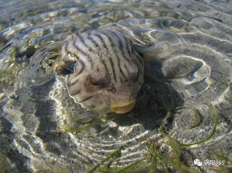 涡阳365:涡阳人经常说的"水鬼水怪,真的存在吗?