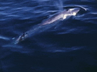 蓝鲸那么大, 为什么没有鲨鱼上去随口咬一块肉?