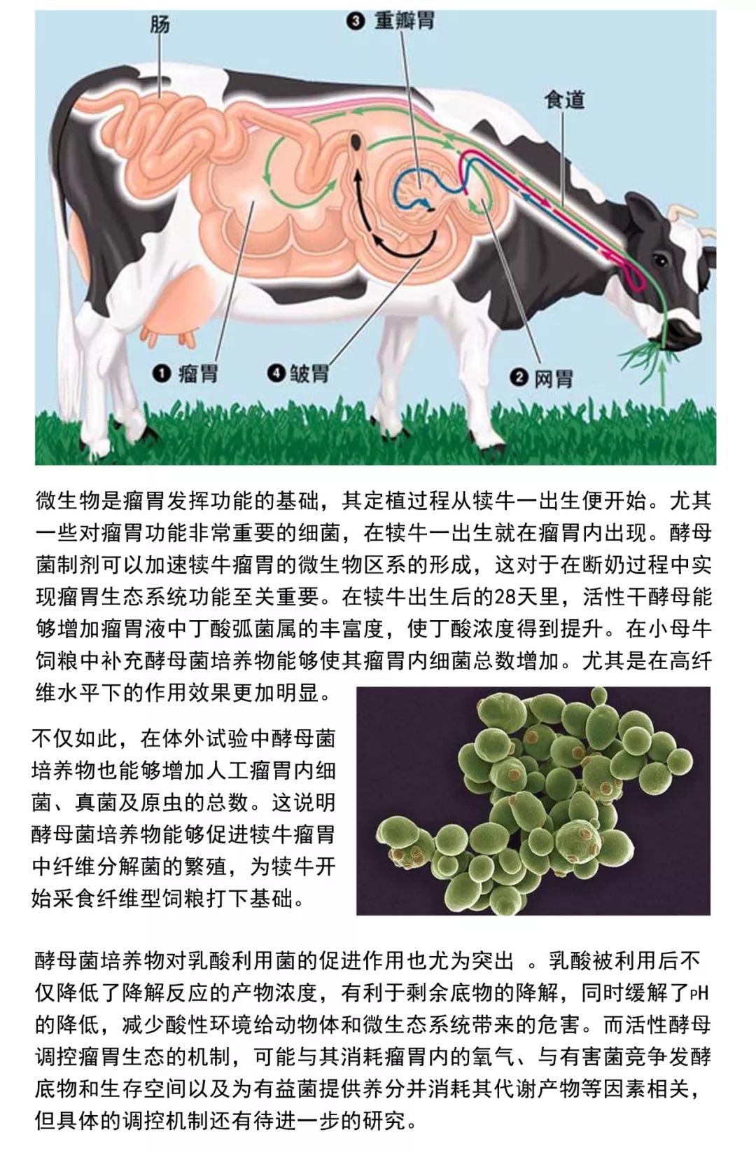 【第12期】酵母菌制剂—犊牛瘤胃发育的生物营养库