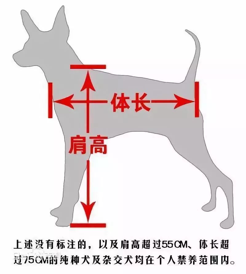 禁养犬只的标准为:禁养39种 (凡肩高超过55厘米,体长超过75厘米的纯种