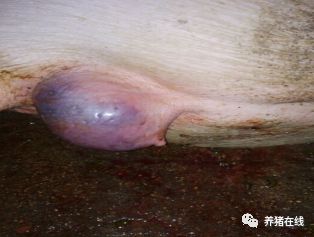【问答:116期】母猪在分娩过程中血管破裂,导致外阴极度肿胀,正确的