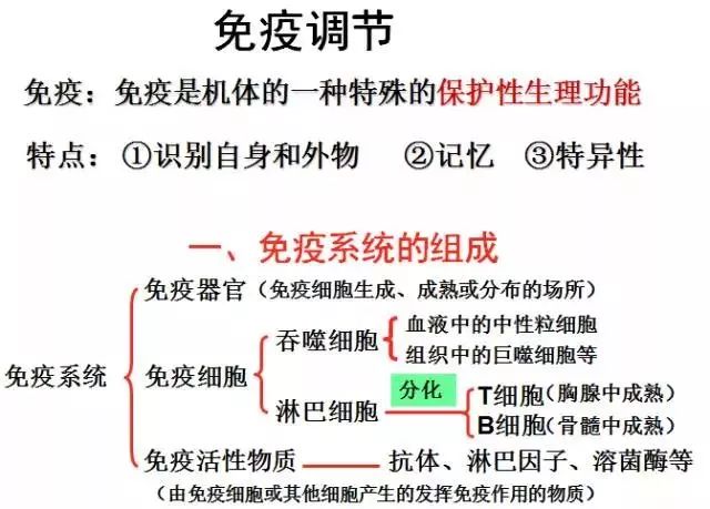 高中生物免疫调节知识汇总,不明白就收藏!