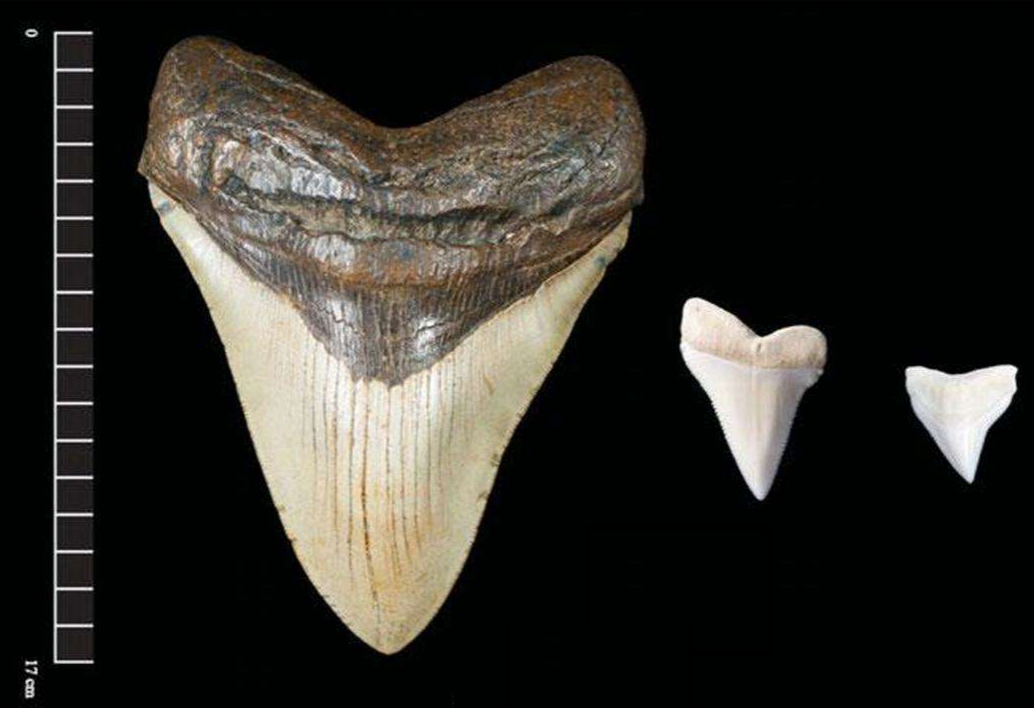巨大的鲨鱼牙齿化石,暴露了它们的这些秘密