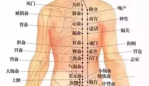 足太阳膀胱经是阳气最旺盛的一条经脉,在人体的腰部和背部,除了正中间