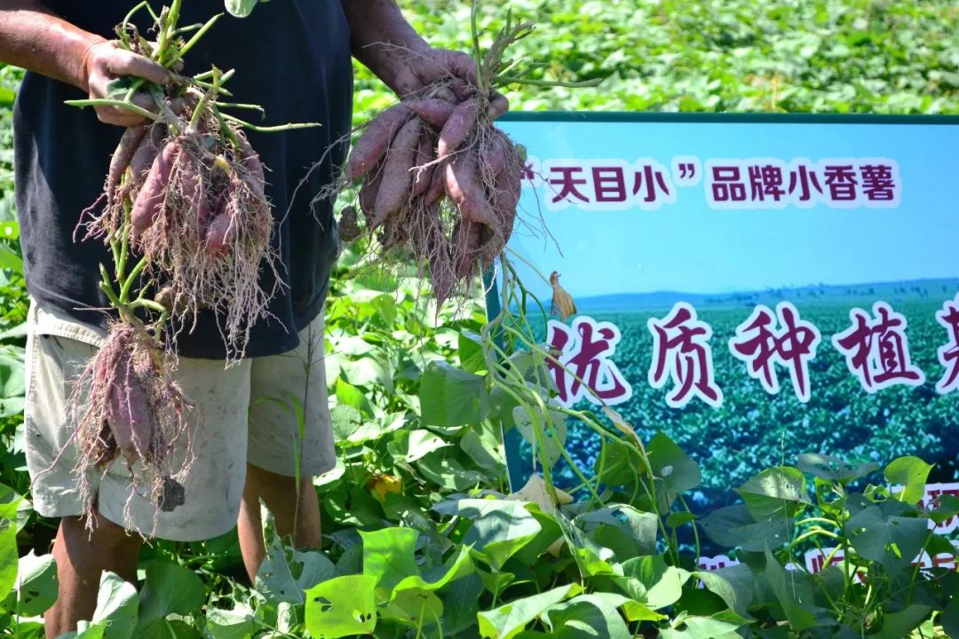 大批量的种植,一下子承包下了村里几百亩地,建立了田伯小香薯种植基地