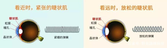 人眼看近时,眼部的睫状肌会紧张从而改变晶状体的形状让眼睛聚焦到