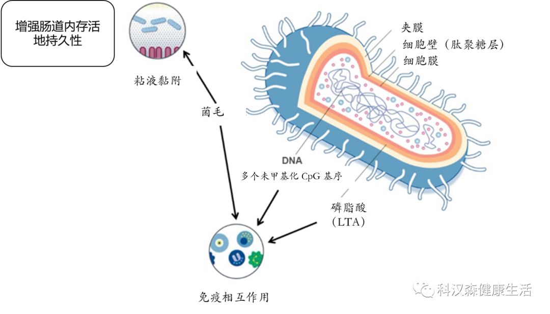 菌株小百科∣强大的lgg03鼠李糖乳杆菌