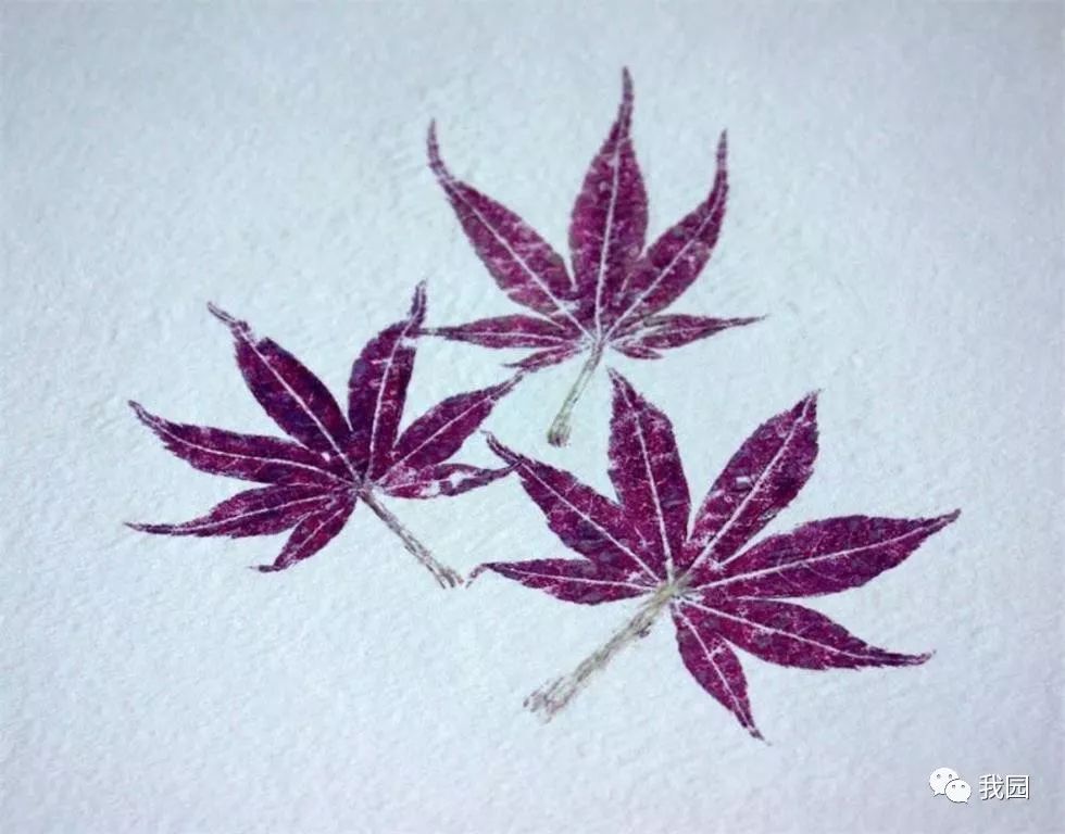 植物敲拓染