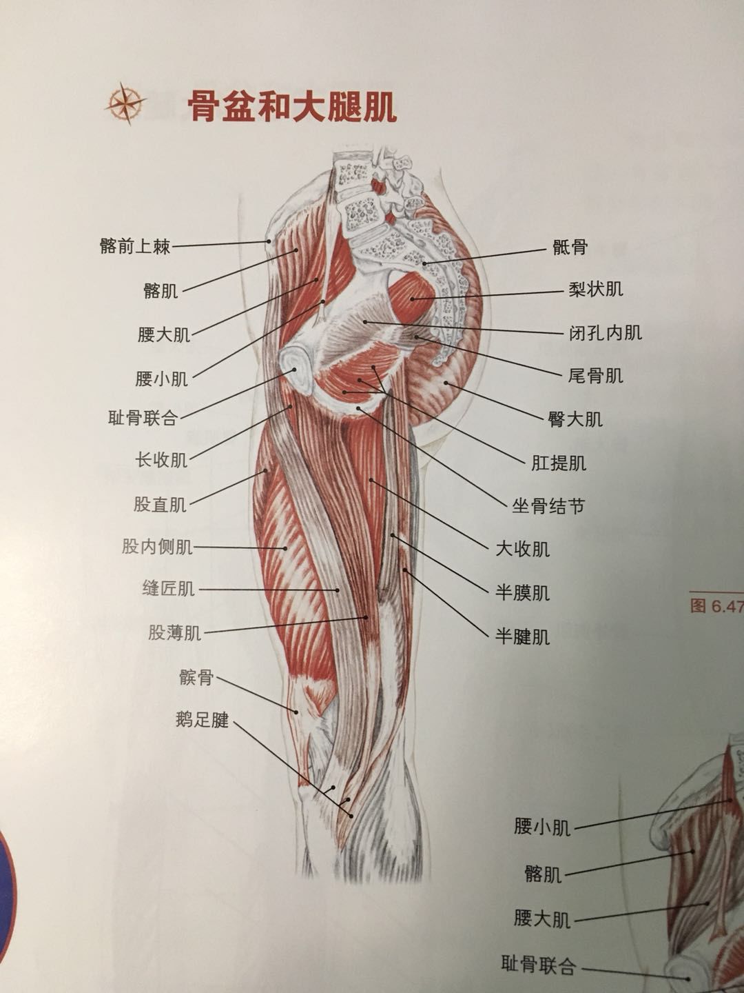 卷尾骨上提盆底肌导致内脏功能紊乱盆底肌与子宫健康的科普了解一下