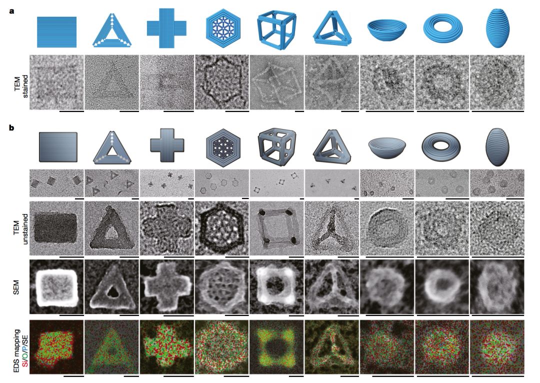 Nature－DNA折纸术生产高级复合纳米材料_手机搜狐网