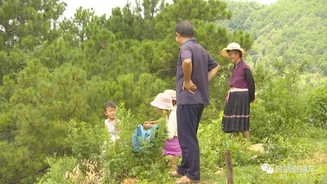 半岛·综合体育中国官网【脱贫致富】走出一条发展特色蔬菜种植的致富路(图11)