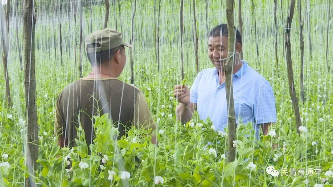 半岛·综合体育中国官网【脱贫致富】走出一条发展特色蔬菜种植的致富路(图1)