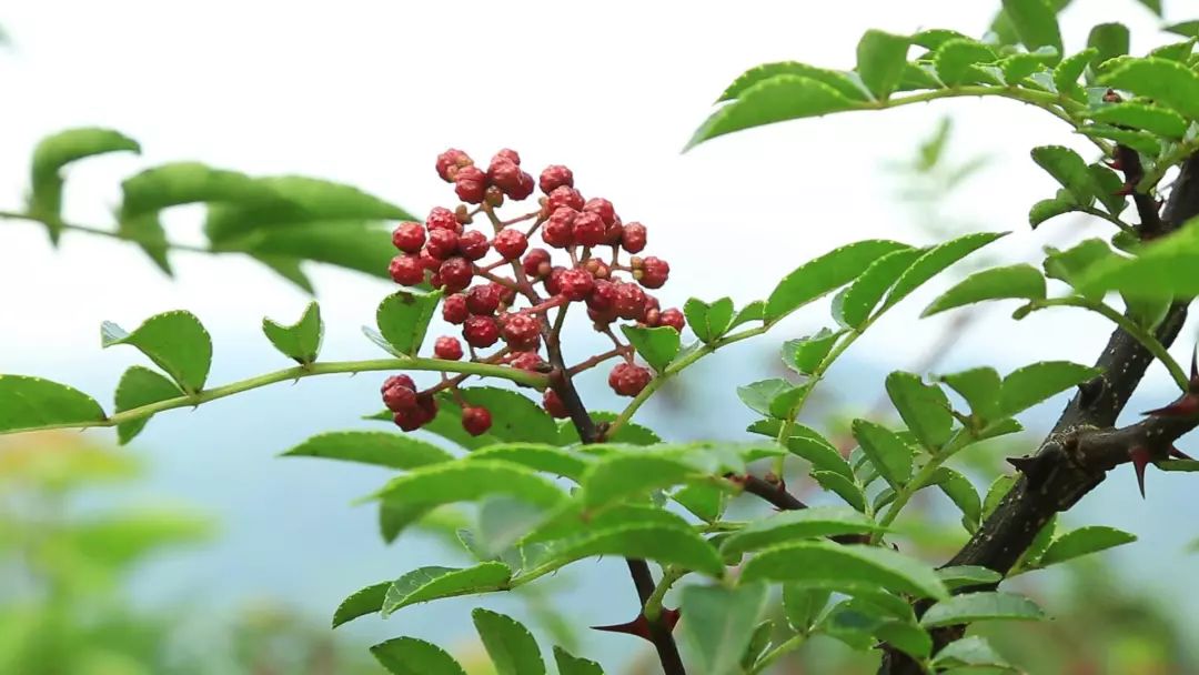 请把汉源带回家7月27日清溪贡椒广场开花椒节咯约不