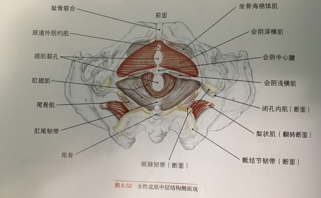 卷尾骨上提盆底肌导致内脏功能紊乱盆底肌与子宫健康的科普了解一下