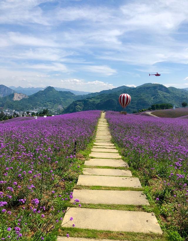 桐梓娄山关看花海,住红韵孔雀家园酒店