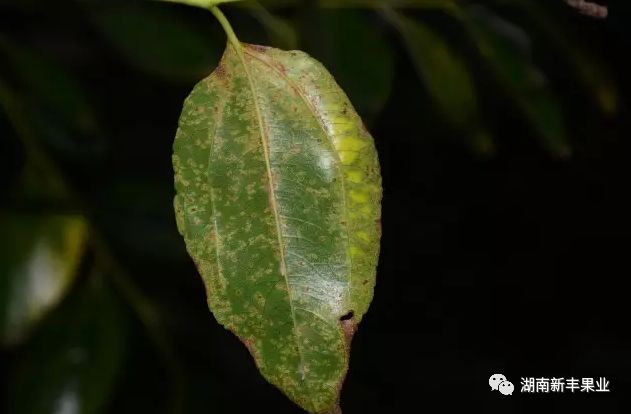 枣树锈病预警预防趁现在