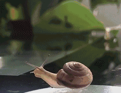 这蜗牛有它自己的想法.