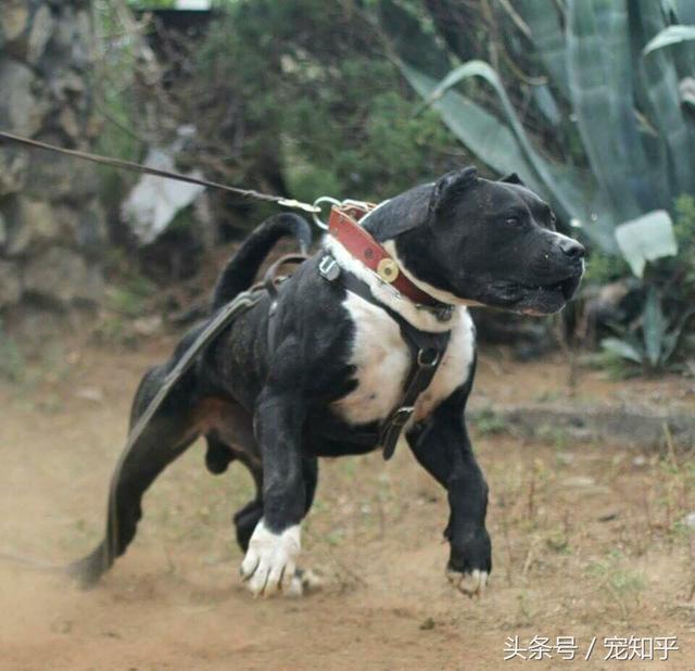 库达犬,土佐犬,坎高犬,高狼犬?