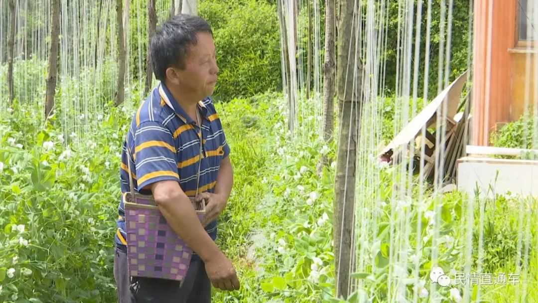 半岛·综合体育中国官网【脱贫致富】走出一条发展特色蔬菜种植的致富路(图5)