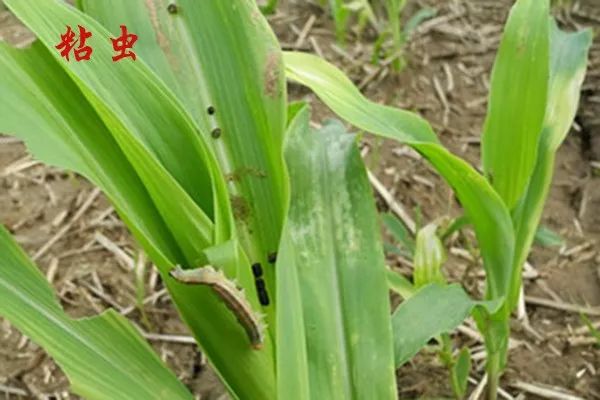 抽出的幼嫩雄穗,此时是低龄幼虫最大限度地潜伏在心叶丛中为害的时刻