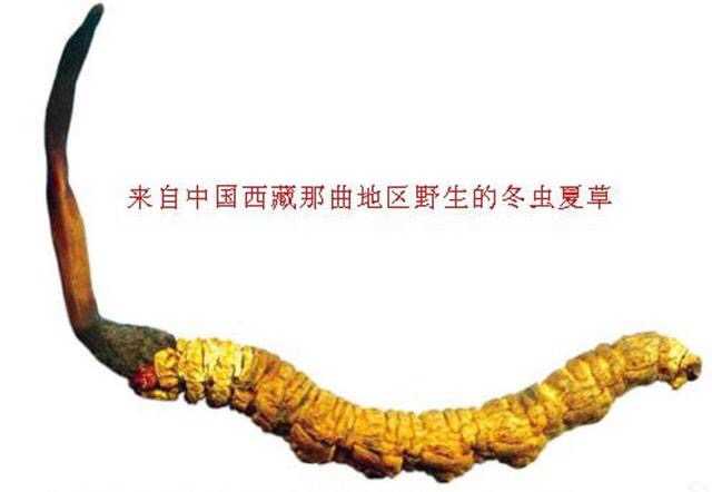 旅遊旺季藏民教您購買正宗那曲冬蟲夏草鑑證標準，你是否也買到了假蟲草