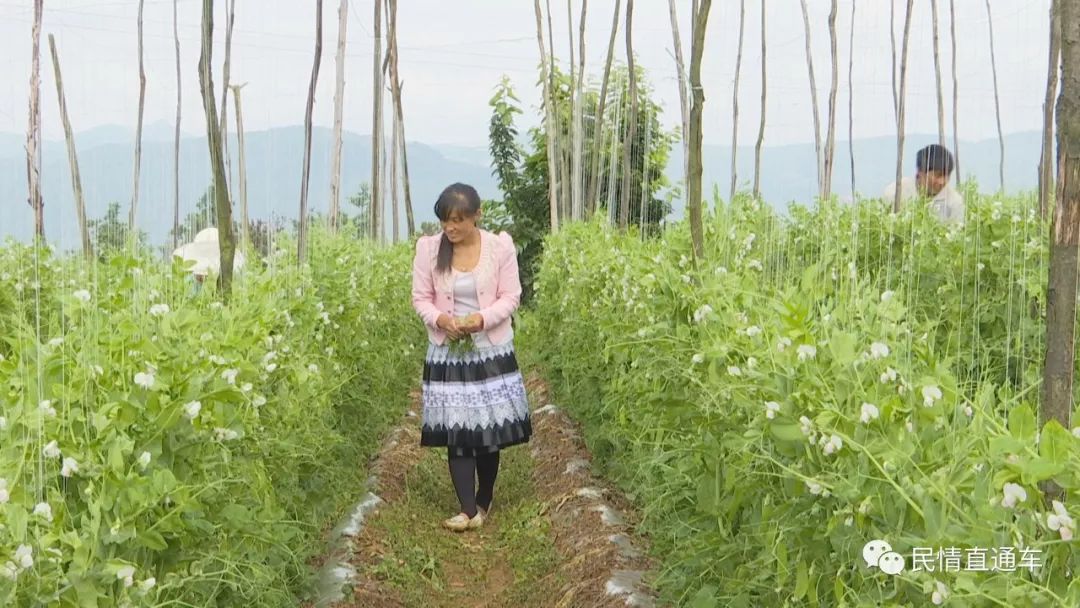 半岛·综合体育中国官网【脱贫致富】走出一条发展特色蔬菜种植的致富路(图3)