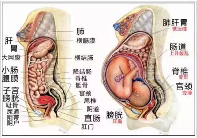 随着胎宝宝的长大,准妈的肠,胃,膀胱,脊椎的变化很大,特别是子宫能从