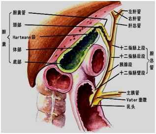 ② 前面:镰状韧带,肝圆韧带;③ 脏面:肝胃韧带,肝十二指肠韧带