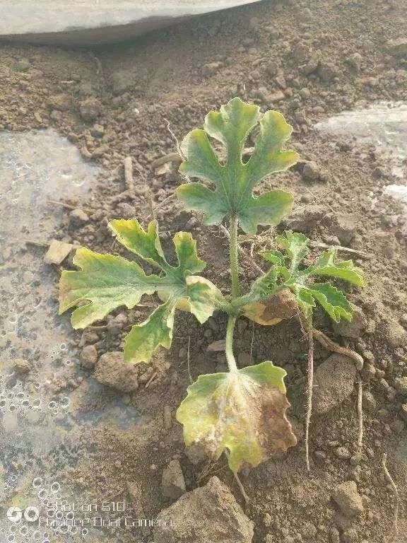 土壤问题,根系不行药害放风不及时高温烧苗除草剂残留【草甘膦】氨气