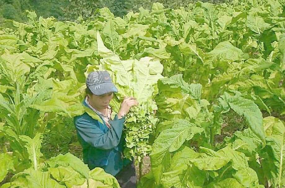 云南漫山烟草渐欲黄烟农采摘烤烟农活忙