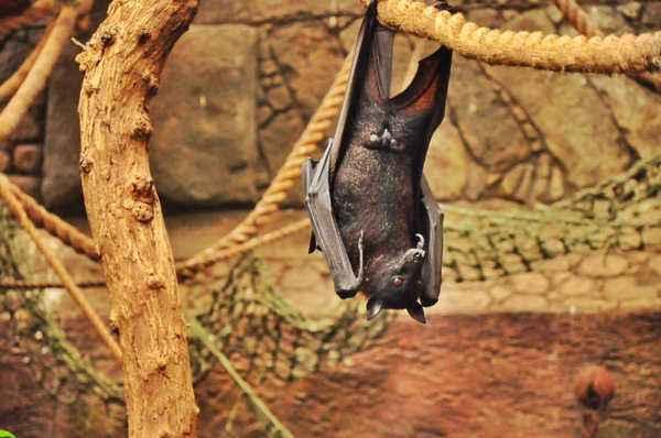 世界上体型最大的蝙蝠,不吃肉只吃素,目前濒临灭绝!