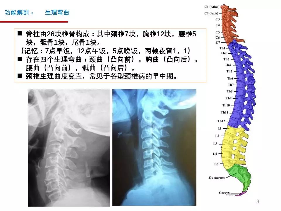 颈椎的功能解剖和颈椎病的分型诊断