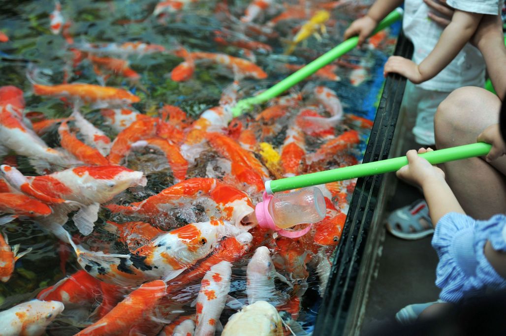 奶瓶喂食锦鲤 吃奶鱼成新网红 各大公园开辟专场供