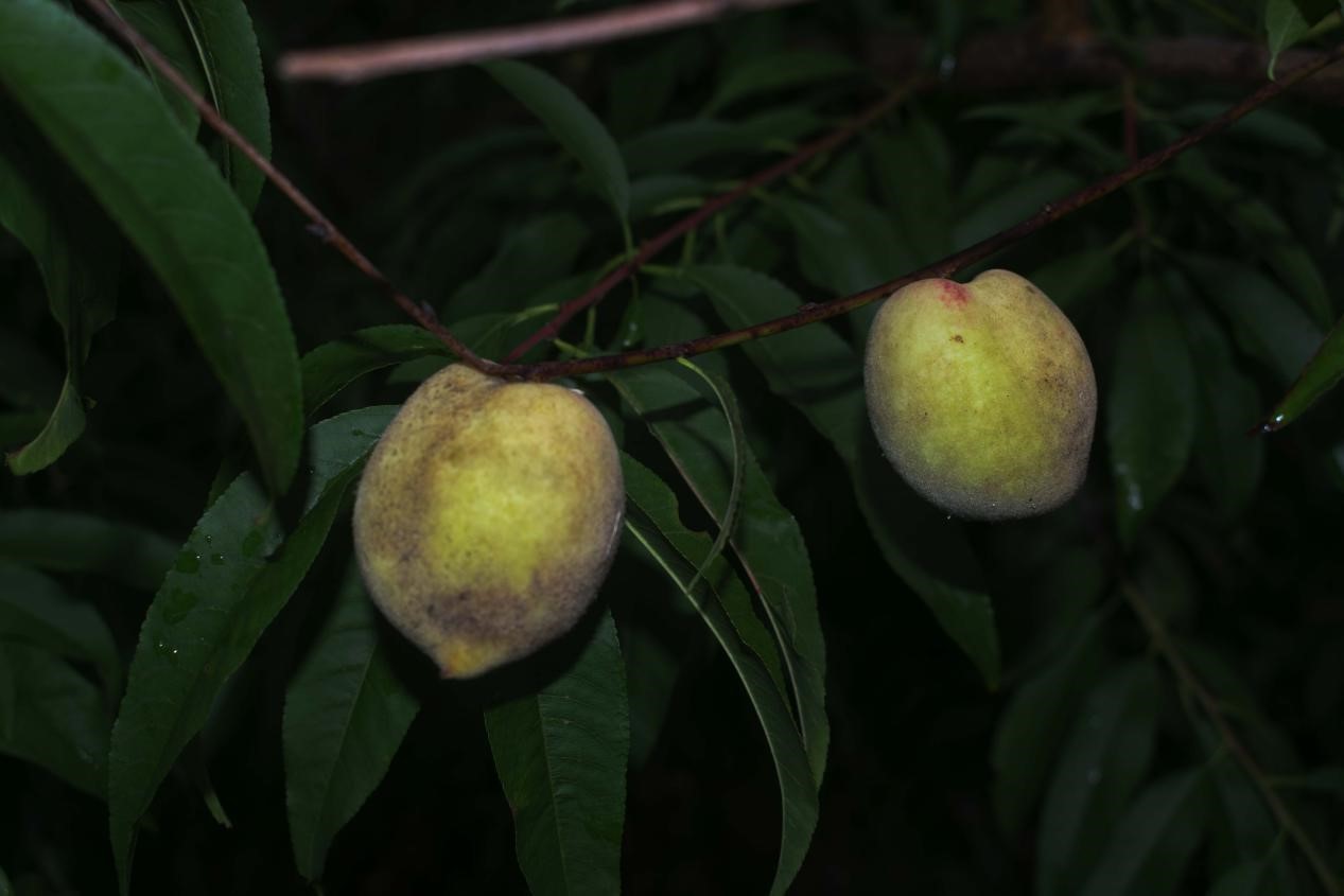 湛江一高校学子于凌溪村参观调研种植业