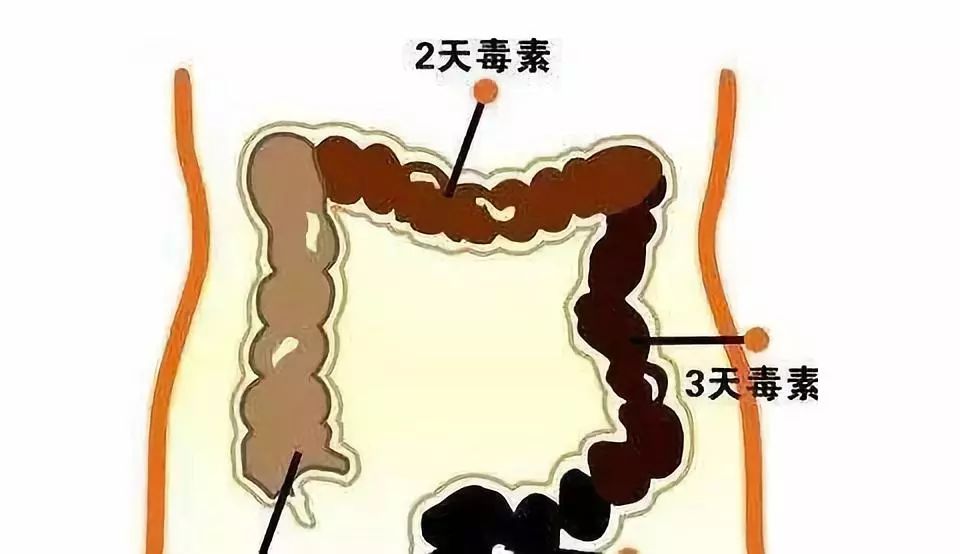 富力多肽小分子肽对肠道便秘的作用