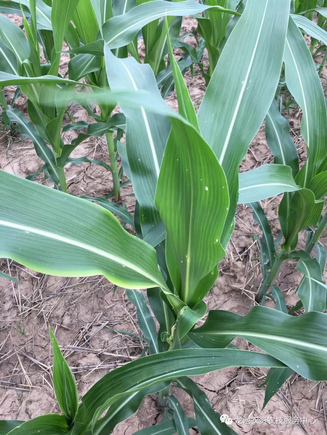 玉米除草3-5叶期，控旺6-10叶期，但你知道叶片怎么数吗？_管理