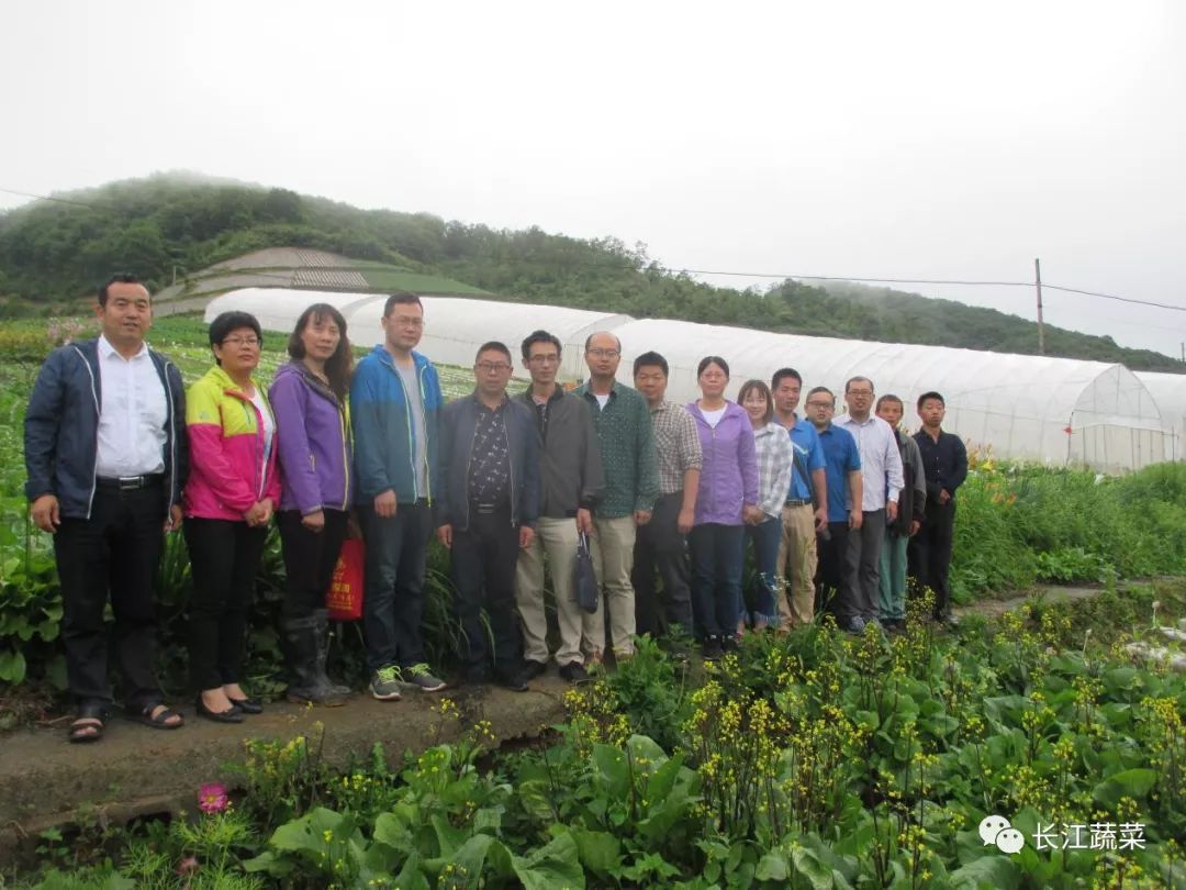 科研编织致富梦品质打赢市场牌长阳火烧坪高山蔬菜基地调研实录