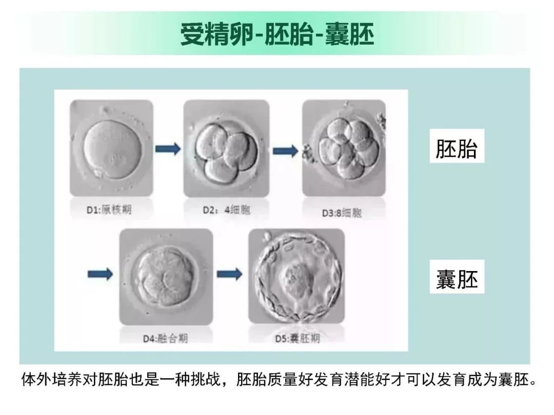 試管嬰兒知識 你瞭解多少 雪花新闻