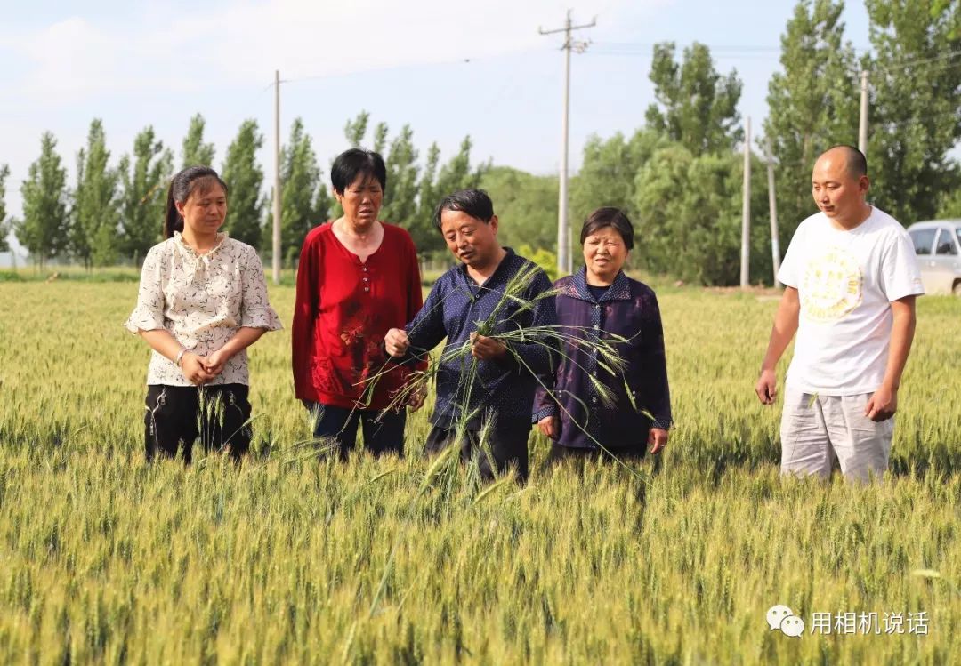 "村民李中青说,2017年3月20日,他给麦子打了除草剂后,发现麦子出现了