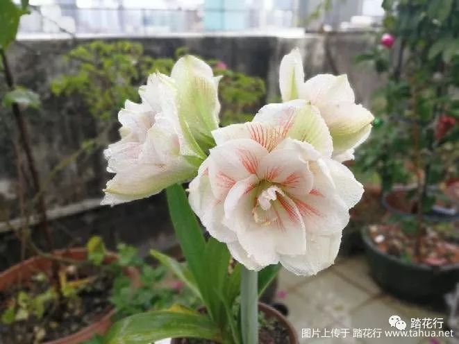 2018那些开花的朱顶红