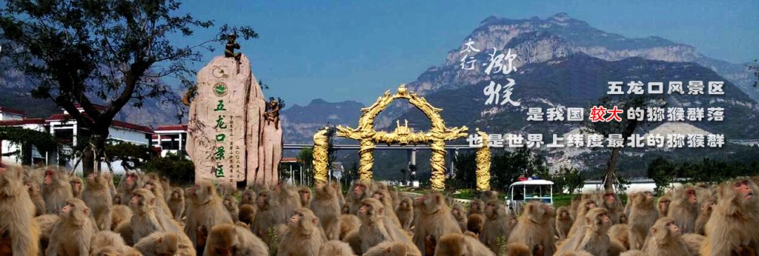 【通通直达】中国猴山—济源五龙口一日游 活动惊爆价