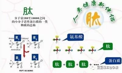 七,小分子肽与生殖和泌尿系统泌尿系统包括:肾脏,输尿管,膀胱,尿道.