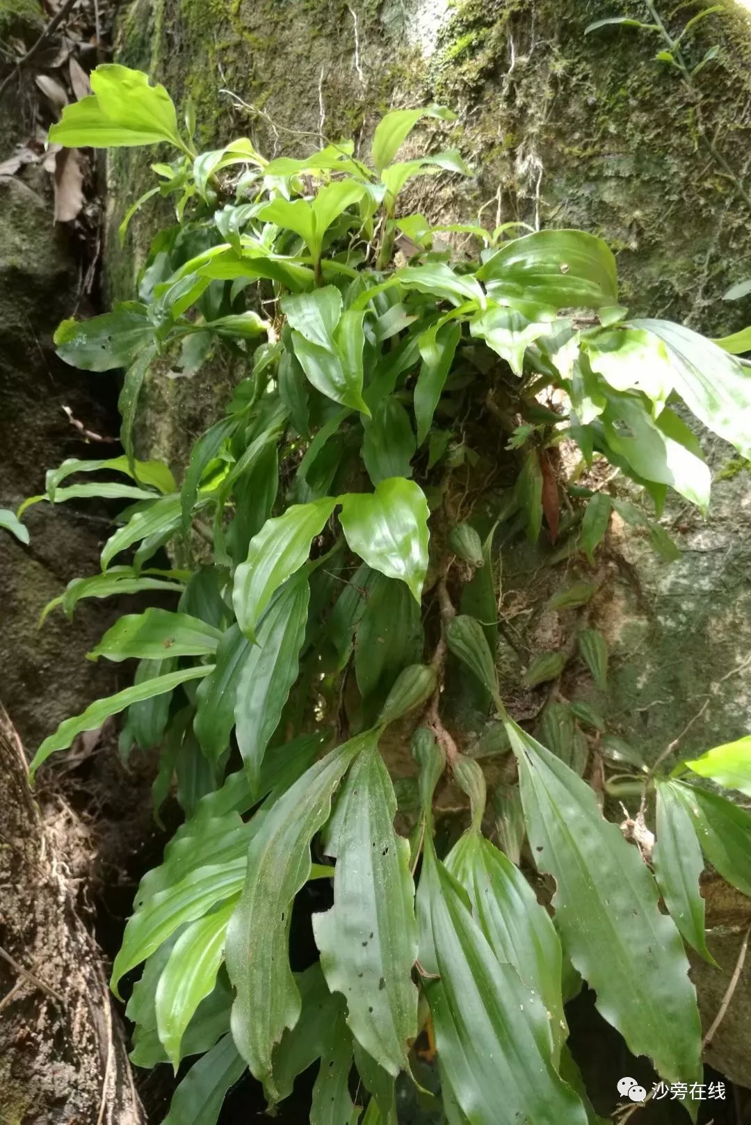 网友发现藏在沙旁深山里的珍稀植物"野生石仙桃"这素有仙桃之称的东西