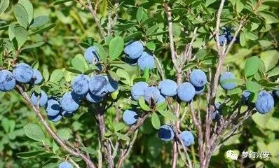 大兴安岭的野生蓝莓惨遭毒手,林区人要钱还是要良心!