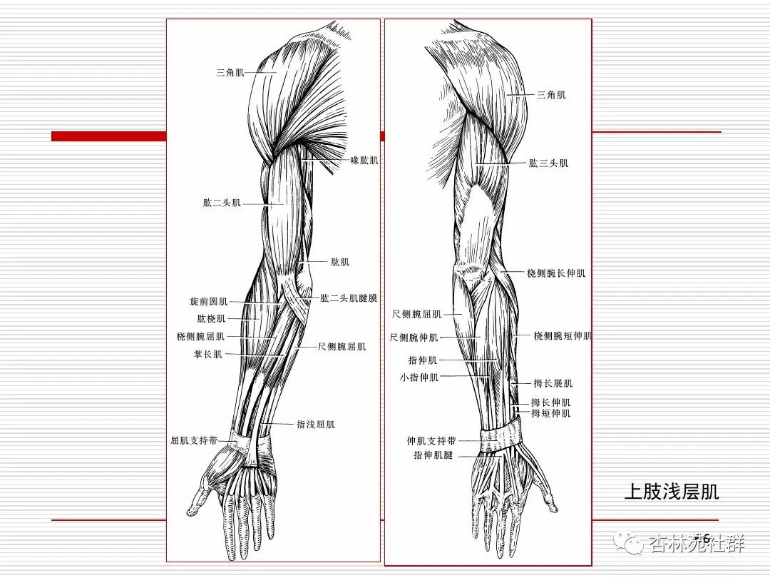 人体系统解剖之运动系统