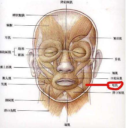 脸上咬肌大怎么办