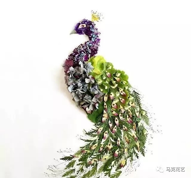 the peacock---孔雀