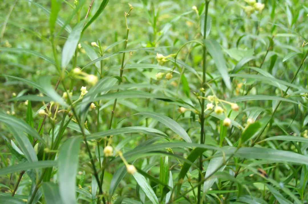 仙剑奇侠传三里的主角名字竟然全是中草药名!