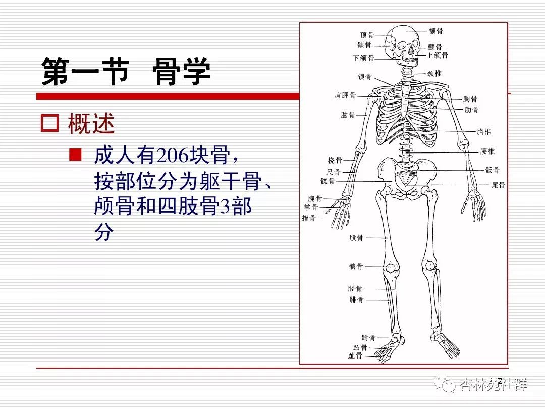 人体系统解剖之运动系统